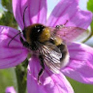 Meet your Posher, Gemma